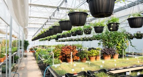 Vente de plantes annuelles en mai 2025